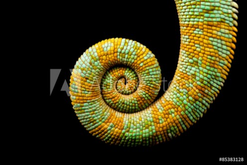 Picture of A curled up tail of a yemen chameleon isolated on a black background